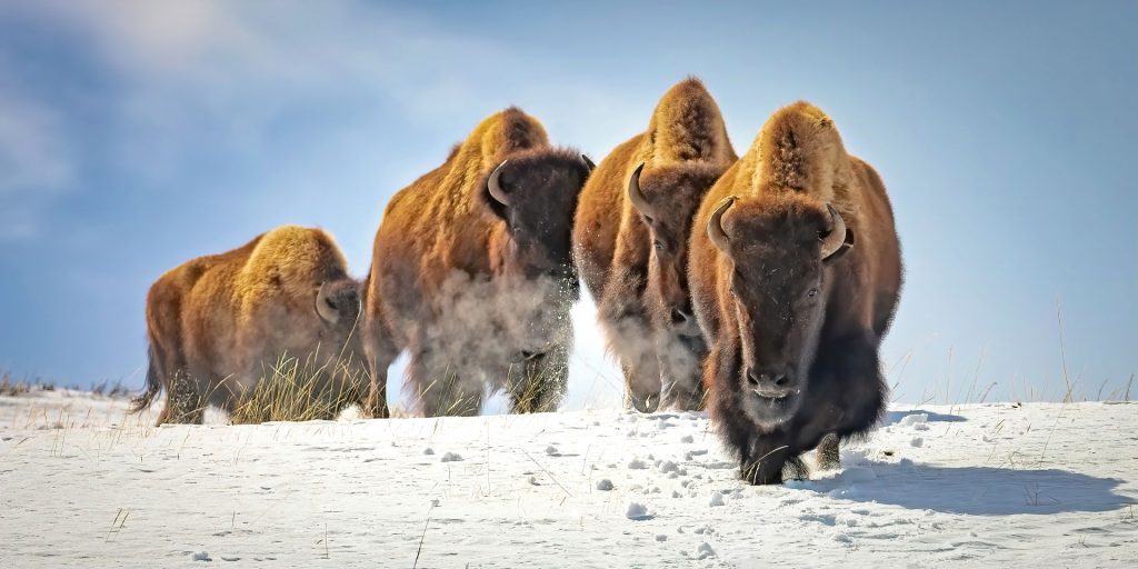 Bison walking through snow in Yellowstone National Park