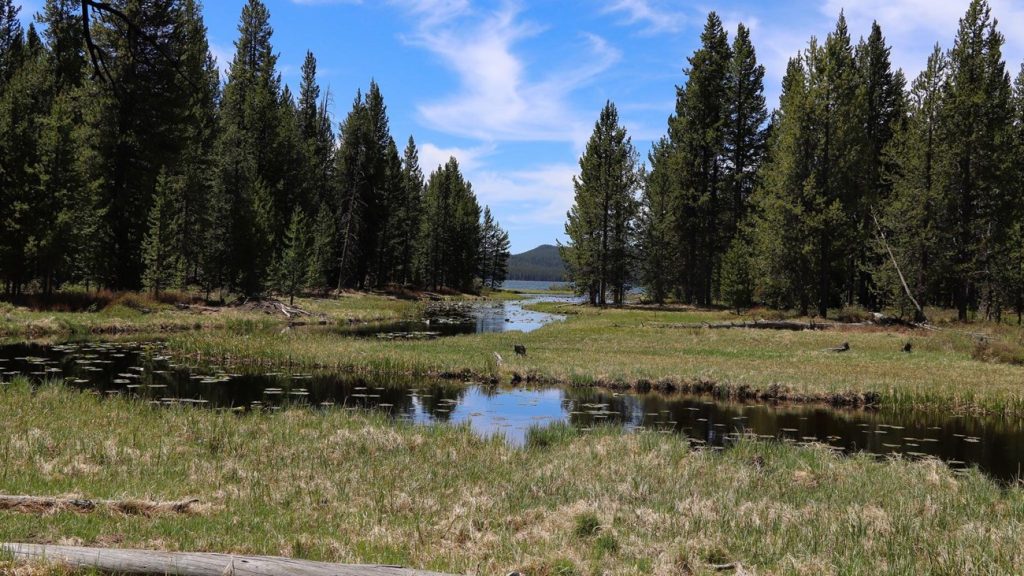 DeLacy Creek winds through an open Yellowstone meadow bordered by dense evergreen forest.
