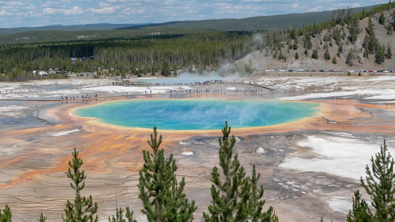 Grand Prismatic Spring glows blue, green, yellow, and orange below the forested Yellowstone overlook.