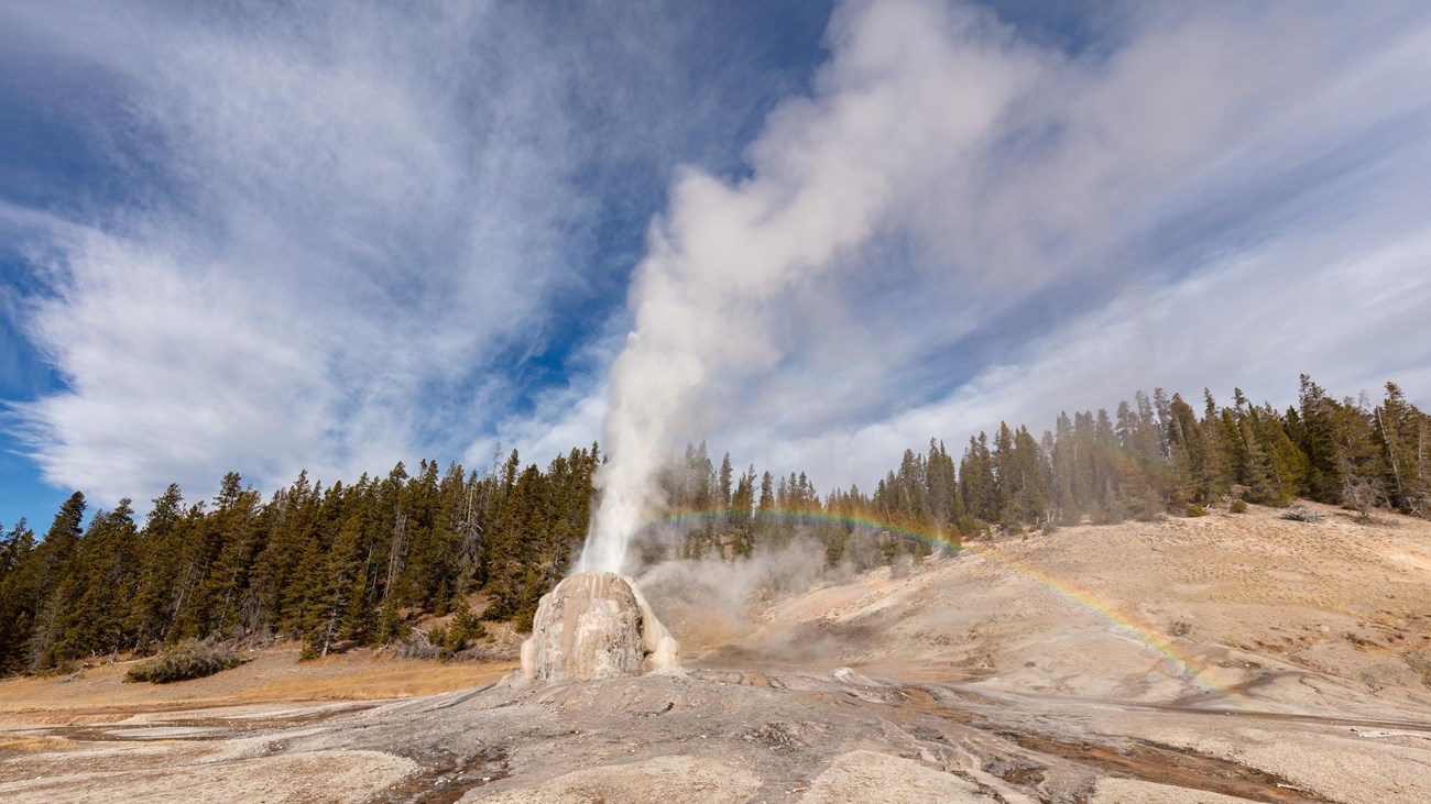 Lone Star Geyser erupts from its cone in a forest clearing under a blue Yellowstone sky.