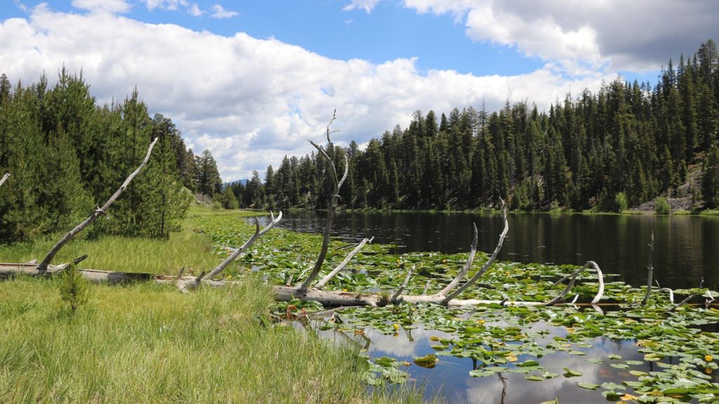 Lily pads cover the quiet edge of Lost Lake beneath dense evergreen forest in Yellowstone.
