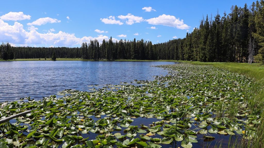 Lily pads float along the forested shoreline of Ribbon Lake in Yellowstone's Canyon area.