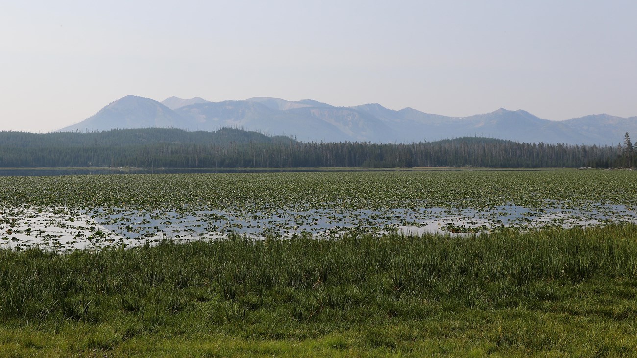 Lily pads cover Riddle Lake with a mountain rising beyond the forested shore.